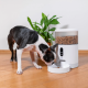 Tesla - TSL-PC-BL4C - Smart Pet Feeder Camera- Inteligentná kamera na kŕmenie domácich zvierat